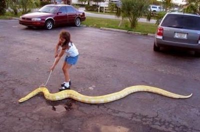 longest screen snake ever